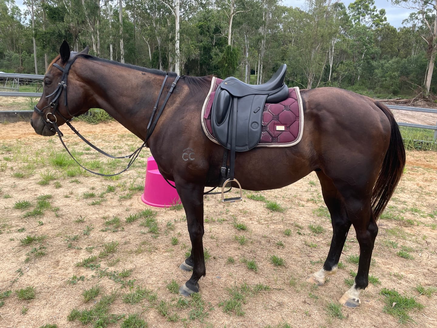 Customer photo review of Digestive EQ