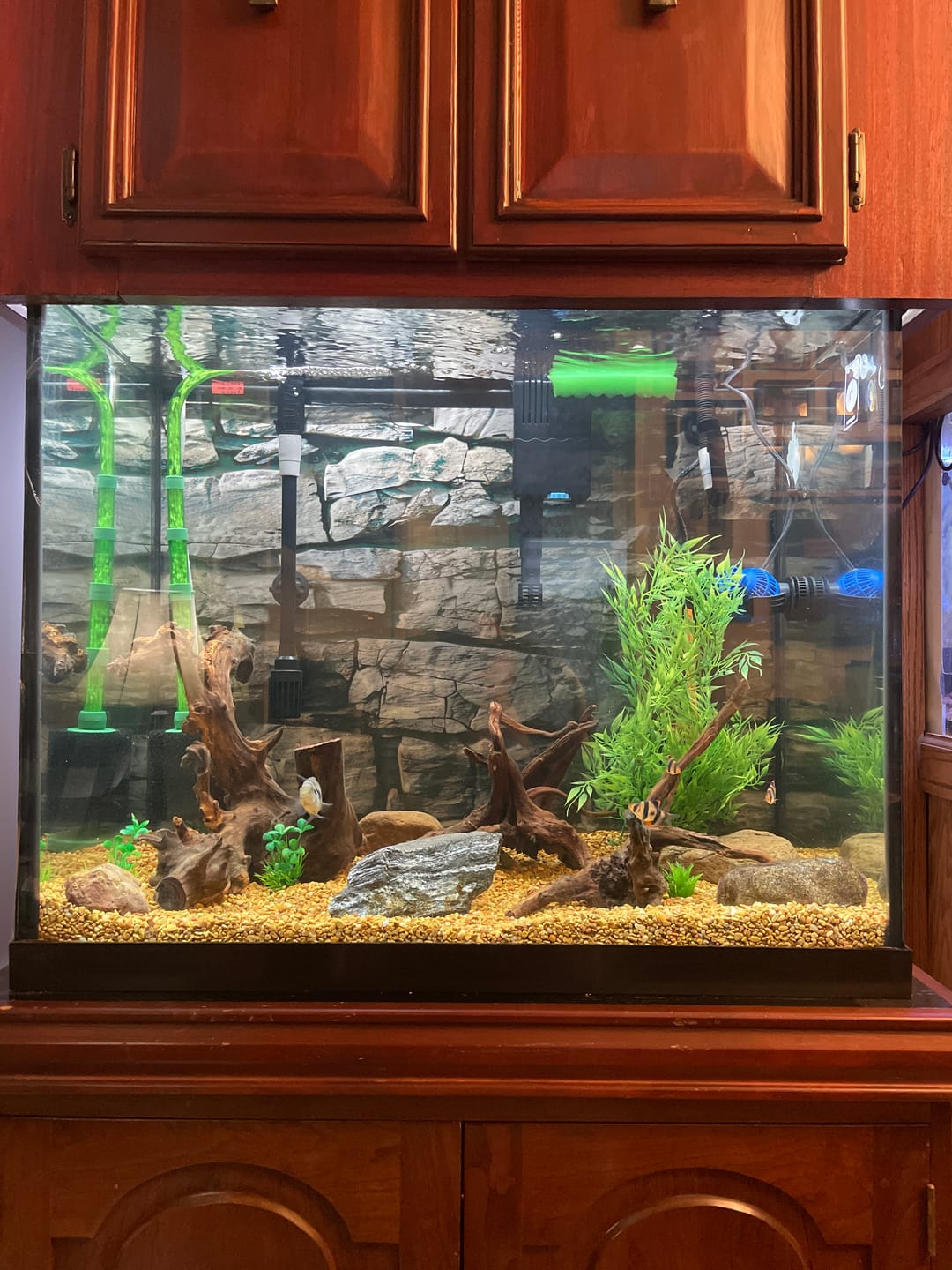 Customer photo review of Tidal Power Filters From Seachem/Sicce