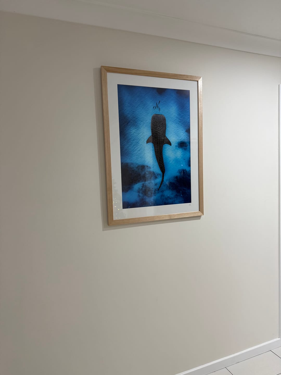 Customer photo review of Whale Shark Dreams | Ningaloo Reef