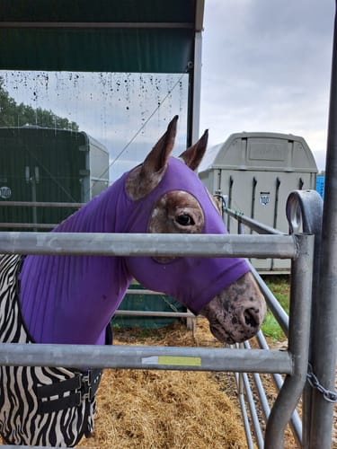 Customer photo review of Strotonin Horse Support