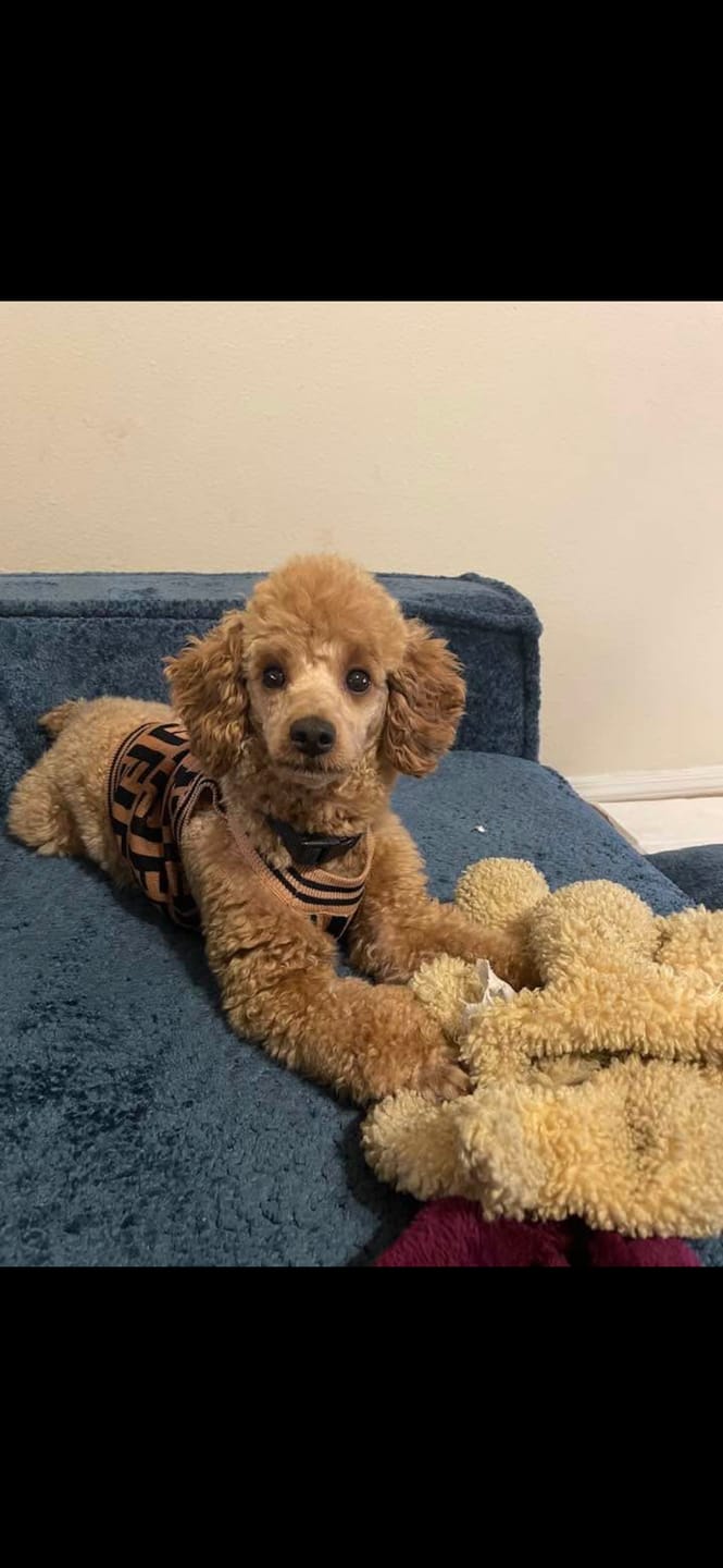 Customer photo review of Fashion Pet Vest Dog Washed Jumper