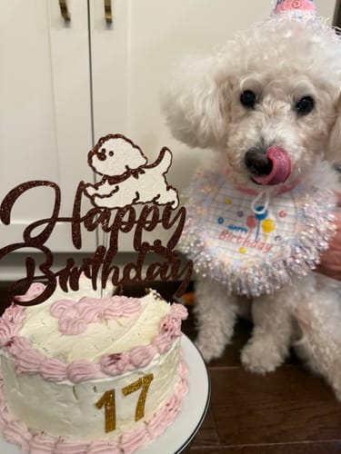 Customer photo review of Iron Paws Premium Dog Supplement