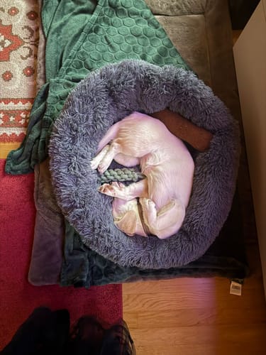 Customer photo review of Puppery Hundebett Wolke 7 - Das Original