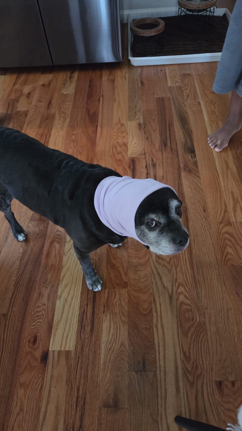 Customer photo review of Anxiety Calming Dog Earmuff Protector - Purple