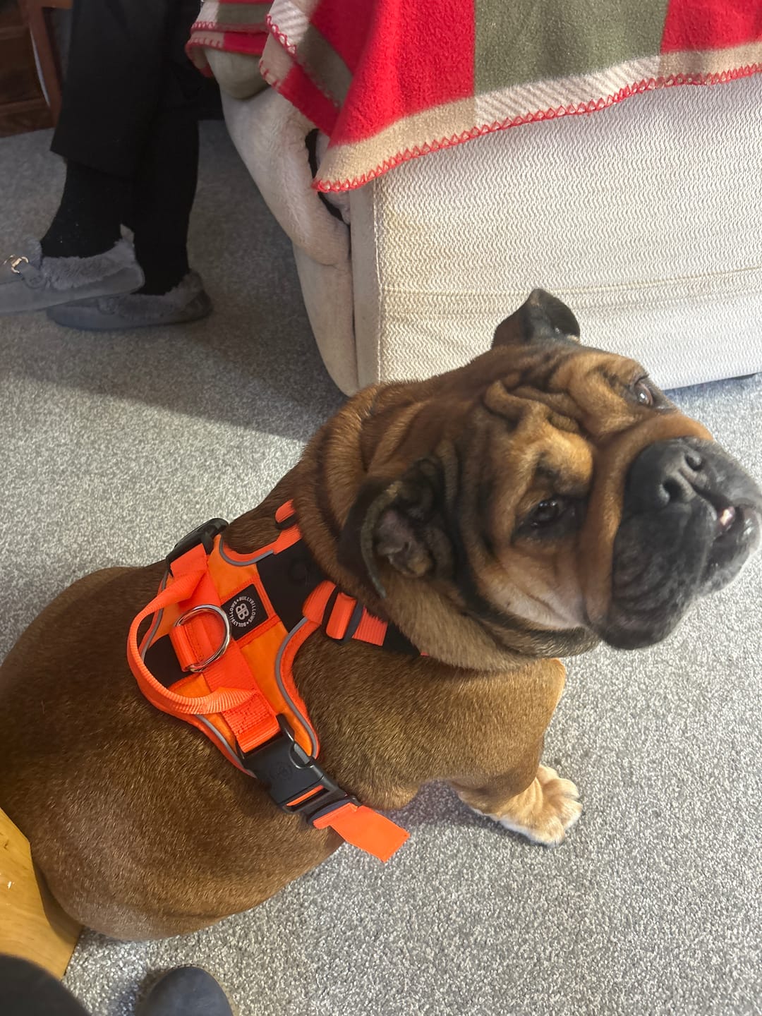 Customer photo review of Anti Pull Hurricane Harness Lighter | With Handle - Orange