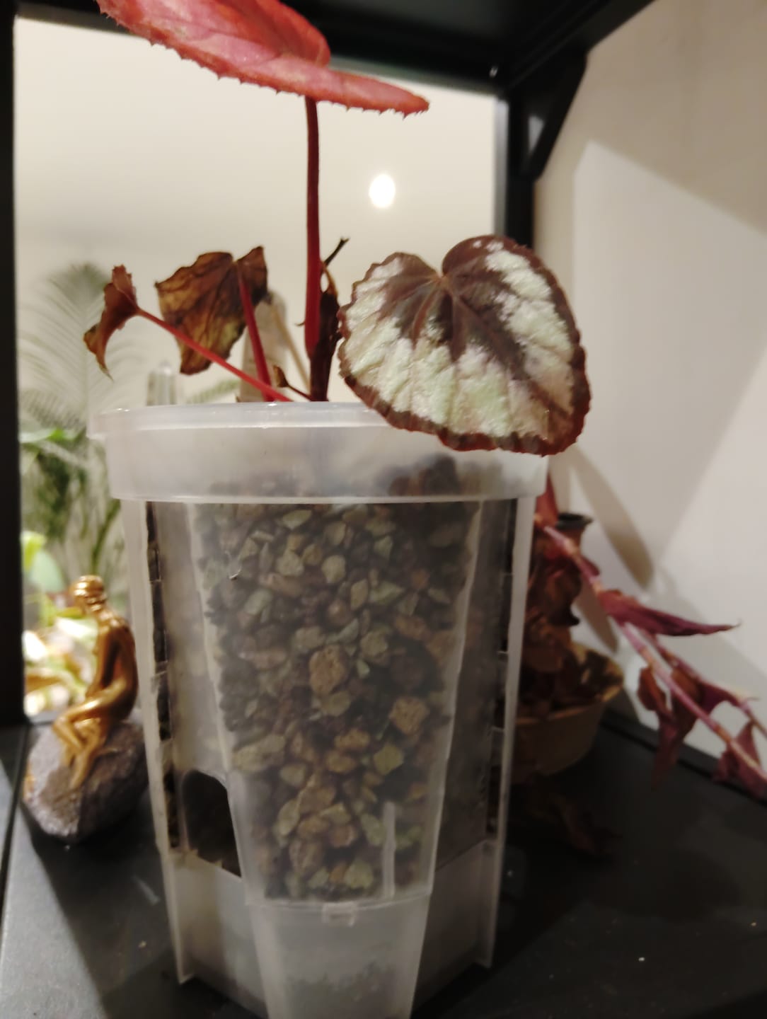 Customer photo review of Clear Self-Watering Plant Pots