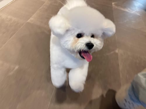 Customer photo review of FunFunPet 高機能ハーネス（お名前タグ作成サービス付き）