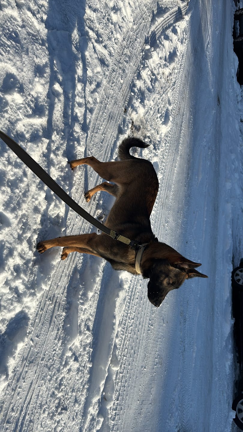 Customer photo review of Training Double Ended Dog Lead | 2m Length -  Khaki