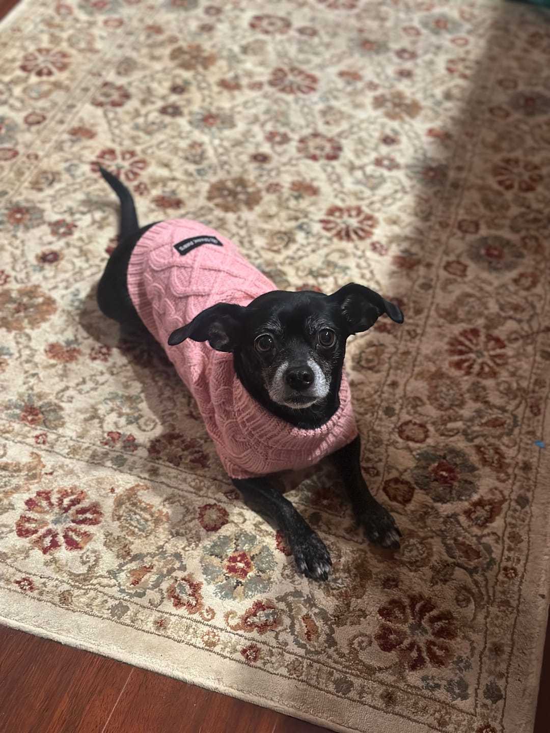 Customer photo review of Cable Knit Dog Sweater - Pink