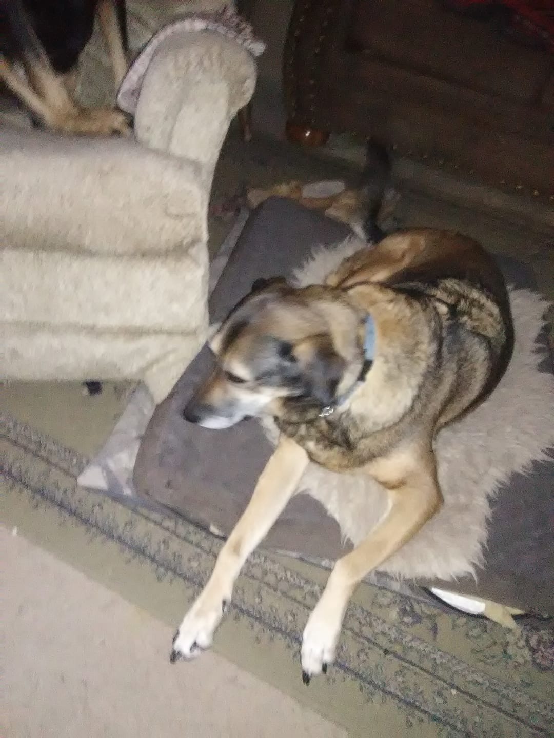 Customer photo review of NEW Golden Drops | Senior Dog Formula
