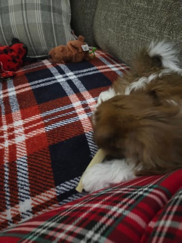 Partial view of a customer's puppy chewing on a Long-Lasting Yak Chew on a plaid blanket.