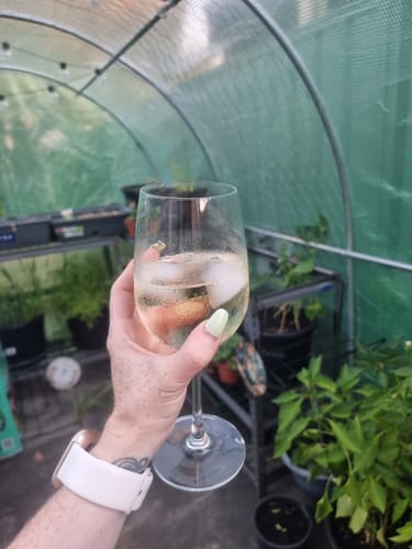 Reviewer's hand holding a glass of Pinot Grigio with ice in a greenhouse.