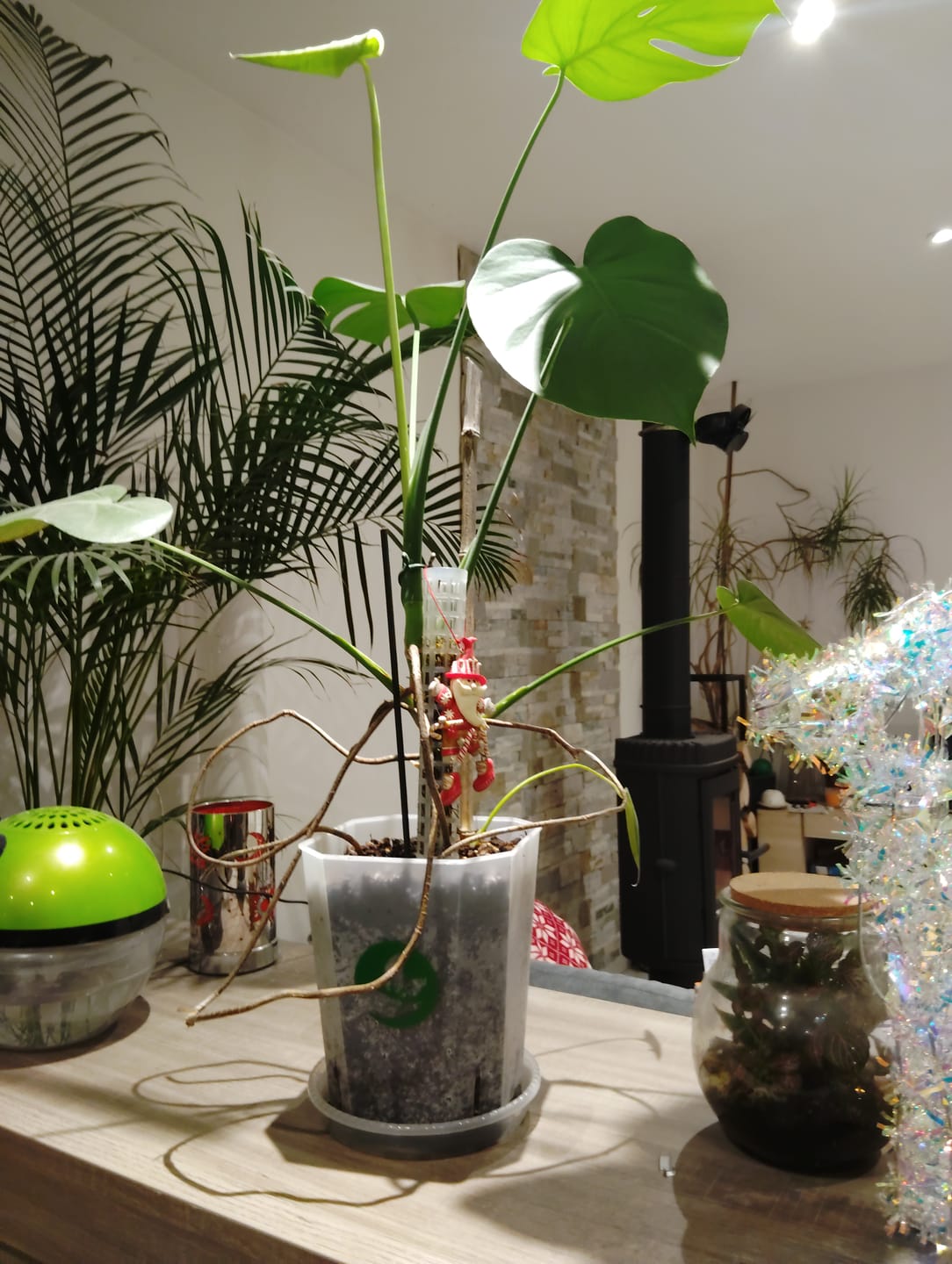 Customer photo review of Square Clear Plant Pots