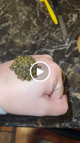Customer video review of Kaluga Hybrid Caviar
