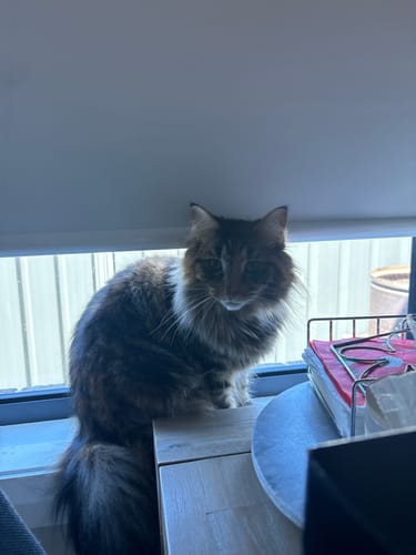 Customer photo review of 3 Month Supply - 1 Cat