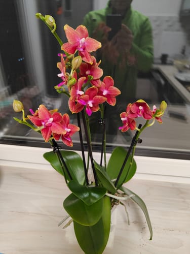 Kunde zeigt die Duftorchidee Bolgheri in voller Blüte mit leuchtenden, orange-roten Blüten auf einer Fensterbank.