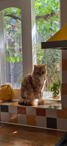 Customer photo review of 3 Month Supply - 2 Cats