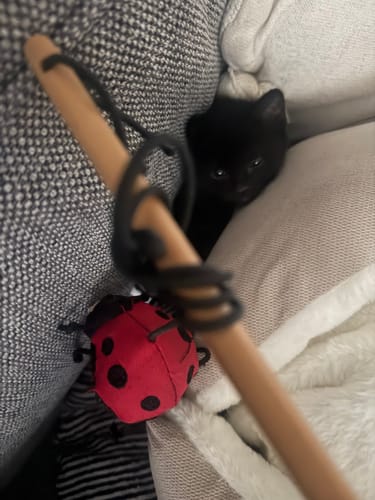 Customer photo review of Fit Litter