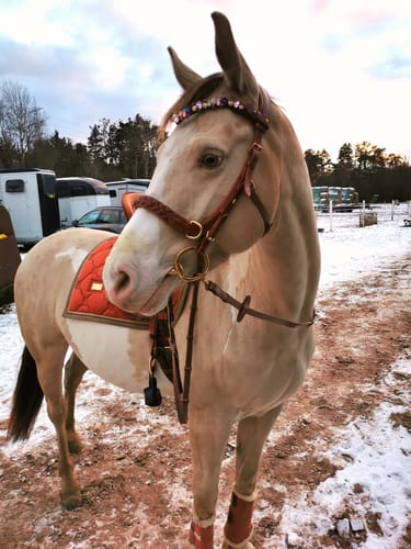 Customer photo review of Pastel Royal