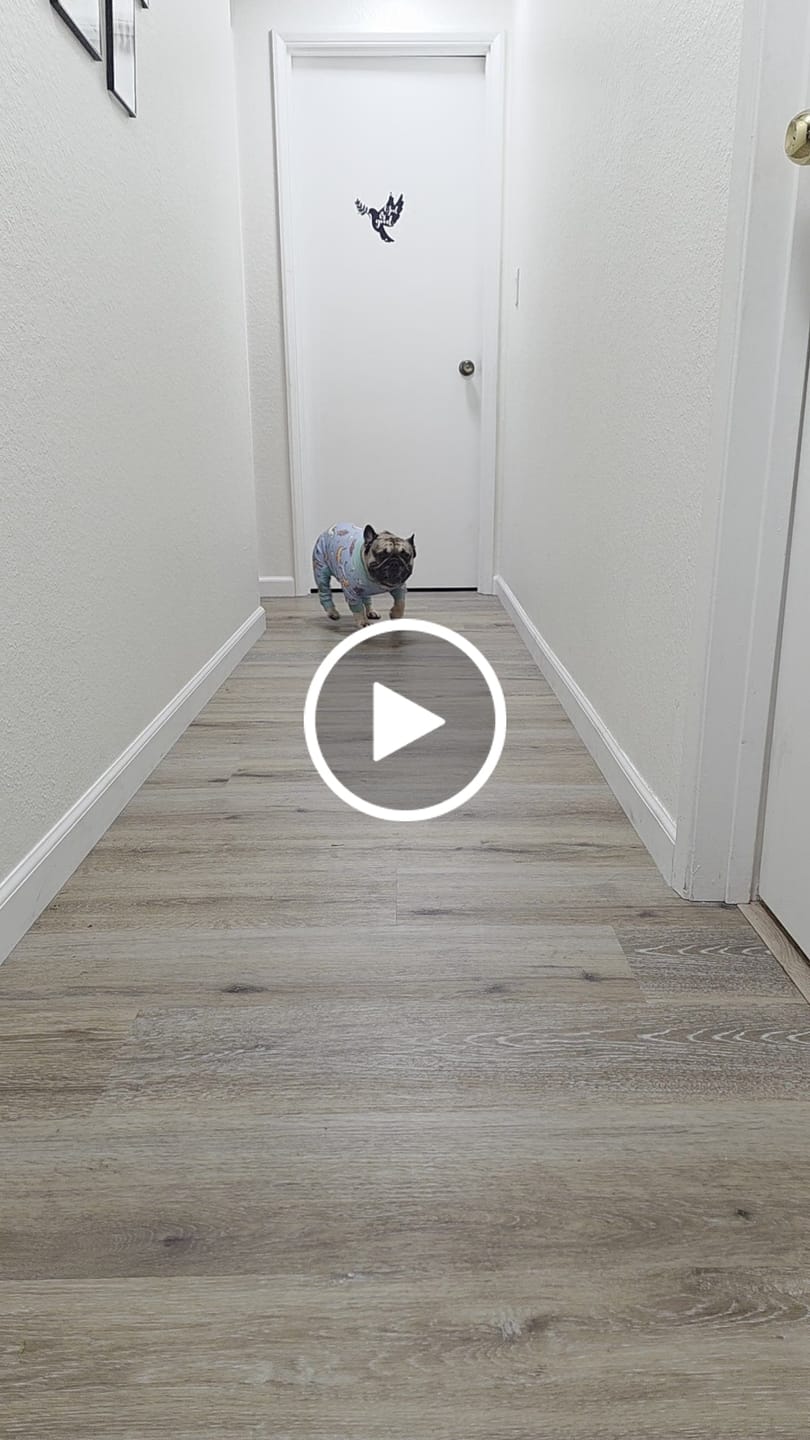 Customer video review of Dog Pajama - Dragons