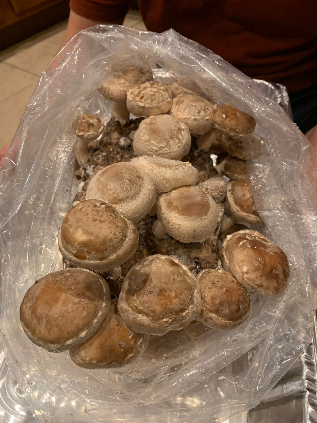Customer photo review of Shiitake Mushroom Mini-Farm Grow Kit