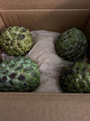 Customer's four green Sugar Apple fruits in a cardboard box
