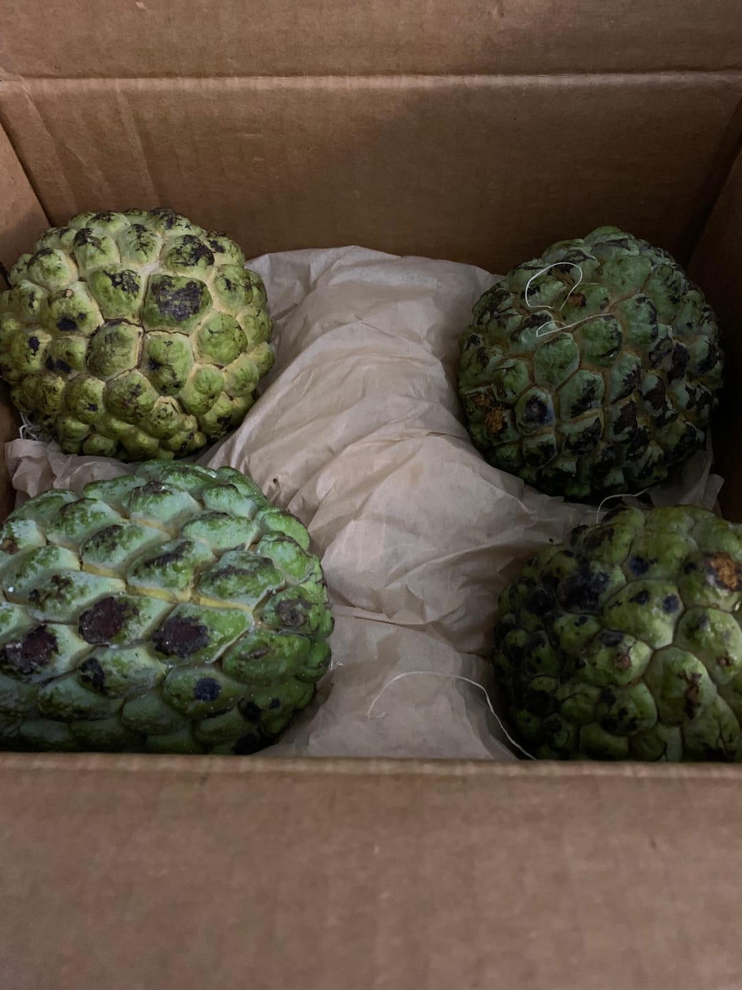 Customer photo review of Sugar Apple (Sweetsop) *LIMITED*