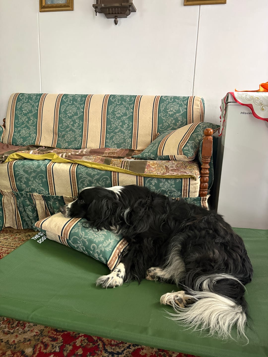 Customer photo review of Cama Elevada THE DOGS: Frescura y Ventilación