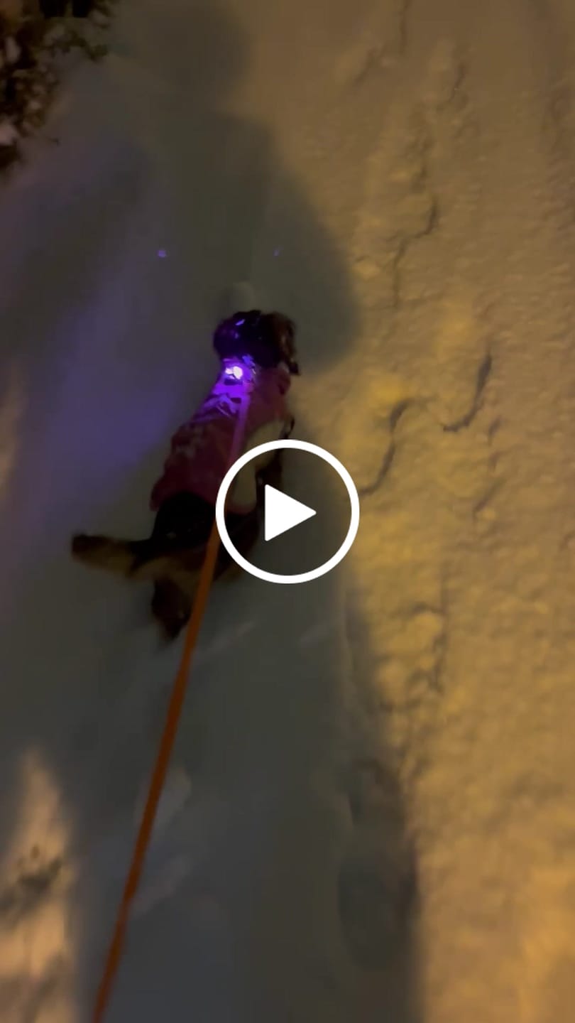 Customer video review of Safety Light - 4-i-1 Lygte Til Hund