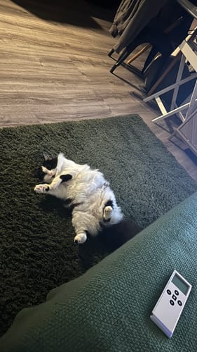 Customer photo review of Fit Litter