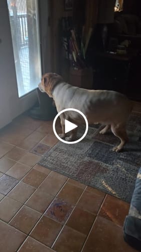 Customer video review of Freedom Joint Drops - Hip Joint Support