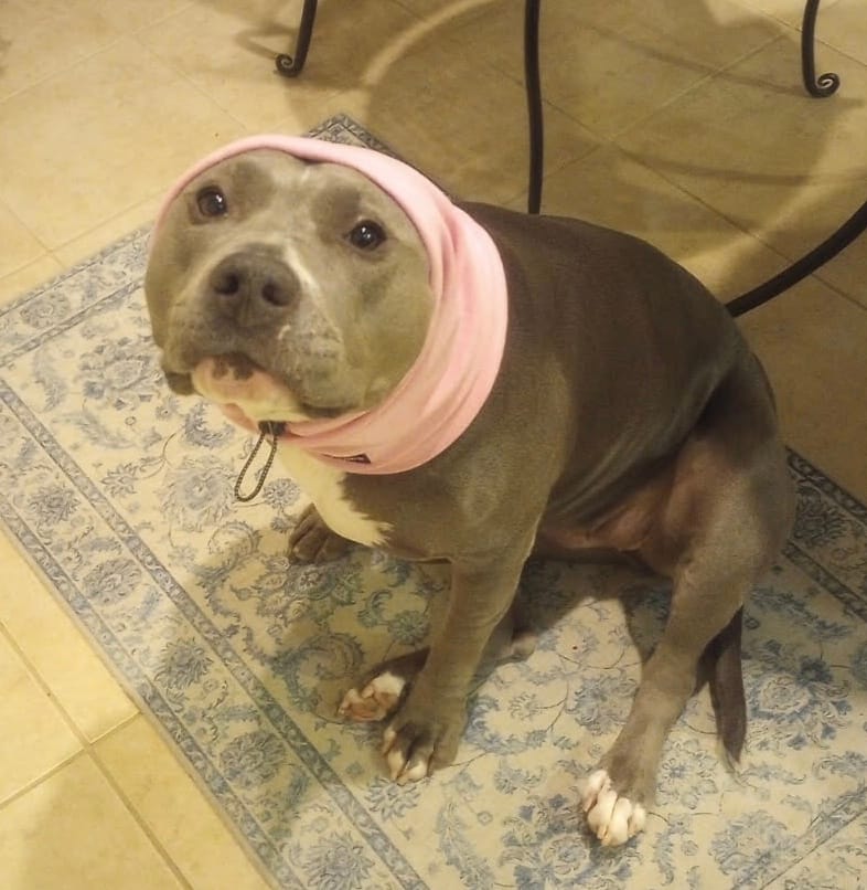 Customer photo review of Anxiety Calming Dog Earmuff Protector - Pink