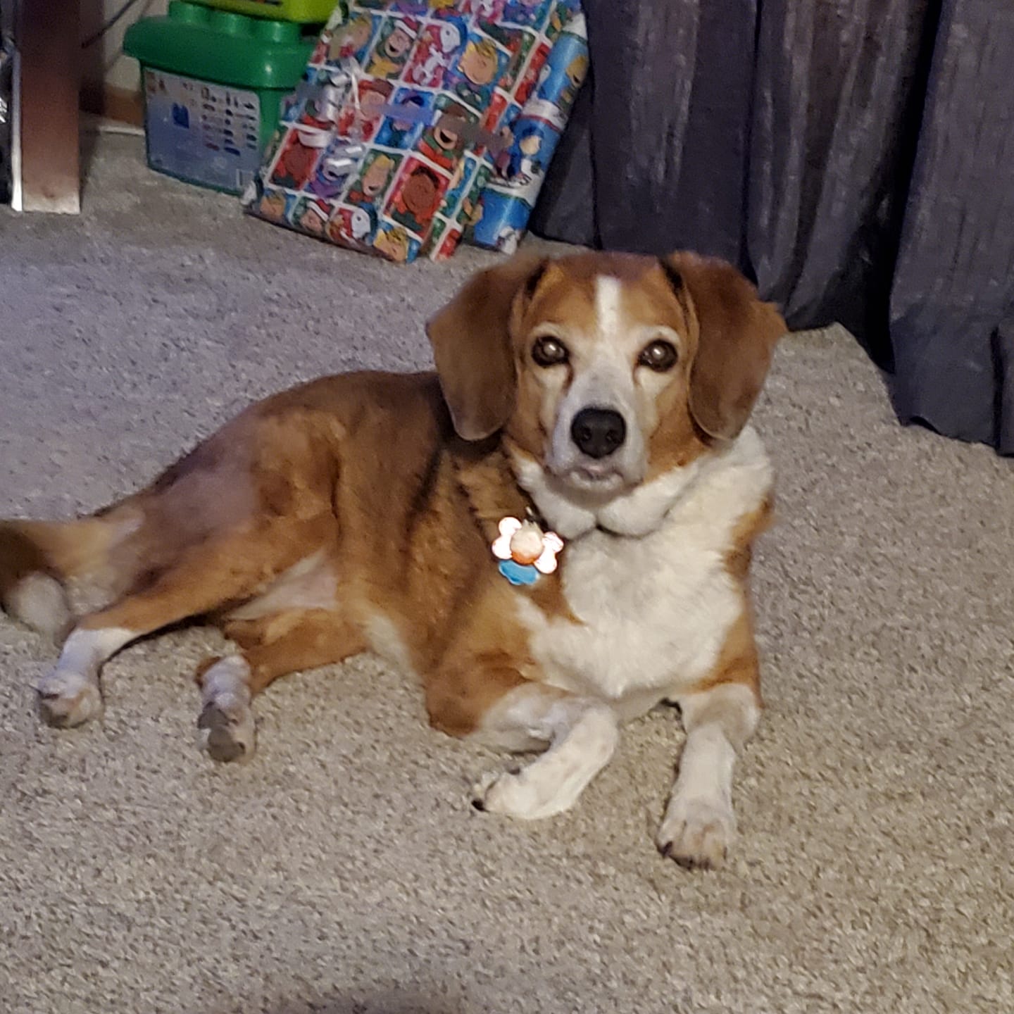 Customer photo review of Tucker's Gold 1000MG