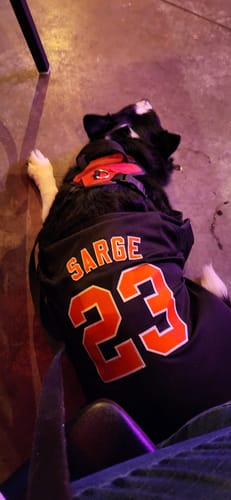 Customer's dog lying down, showing the back of its custom black jersey with 'SARGE' and number '23' in orange.