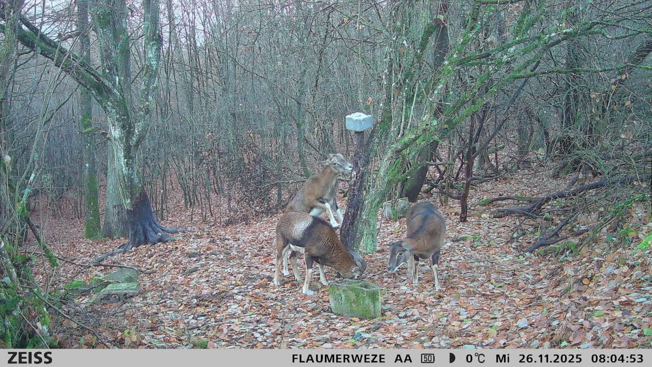 Customer photo review of Nachfüllpack - Salzspray Apfel - Schwarzwild, Rehwild, Rotwild und Damwild Wildlockmittel