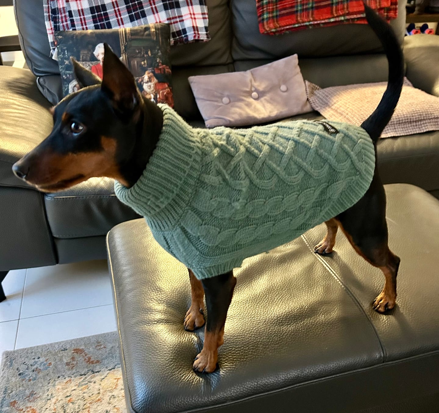 Customer photo review of Cable Knit Dog Sweater - Pine Green