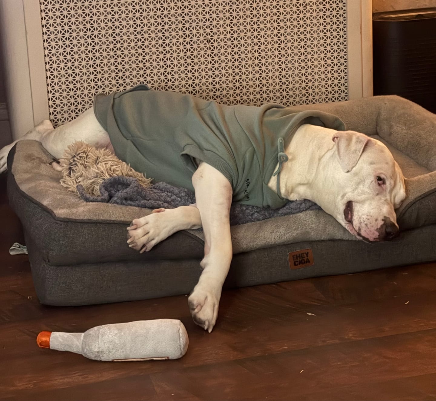 Customer photo review of Essential Dog Hoodie - Teal