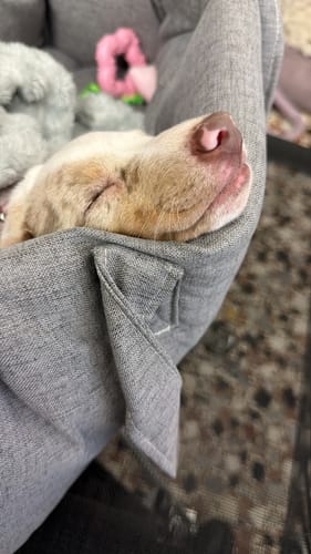 Customer photo review of Borsa Mattias Grigio medio (Soft Touch)