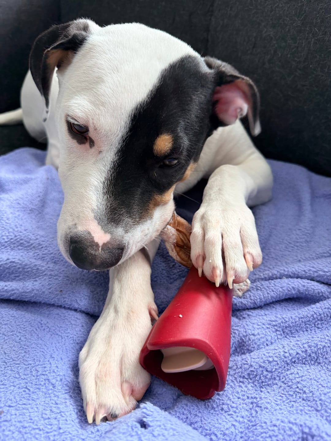 Customer photo review of 6 Inch Thick Braided Bully Stick