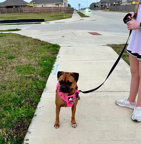 Customer photo review of No Pull Bully Proof Harness