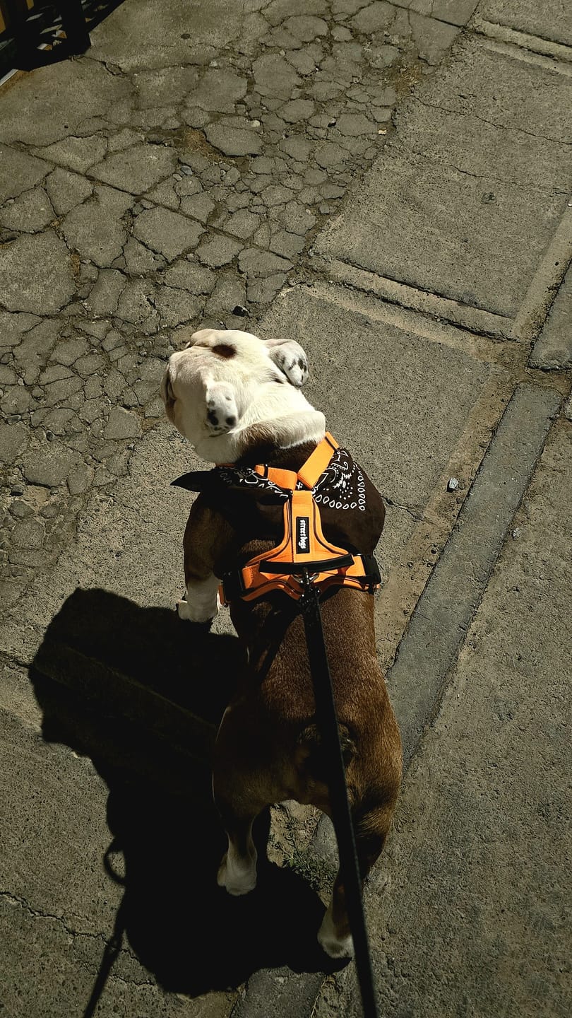 Customer photo review of Arnés Aerosport para Perros - Street Dogs - Orange