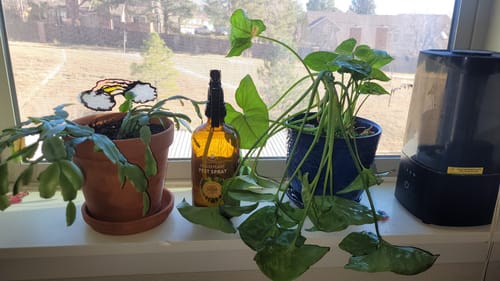 Reviewer's Houseplant Pest Spray on a windowsill between two potted plants.