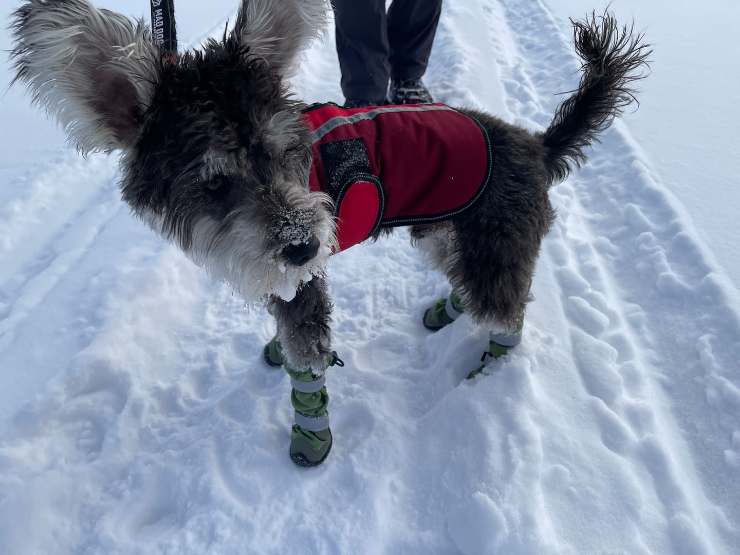 Customer photo review of Flex Shell Waterproof Dog Boots