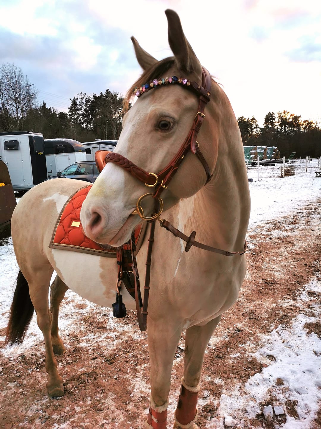 Customer photo review of Odessa bonita Multi Bridle padded - MASEGO bit to bitless system