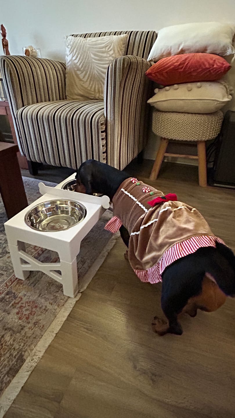 Customer photo review of Comedero Elevado THE DOGS Postura correcta en cada comida