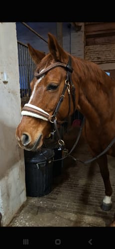 Customer photo review of Limited Edition - Glitzerleder braune gebisslose Trense