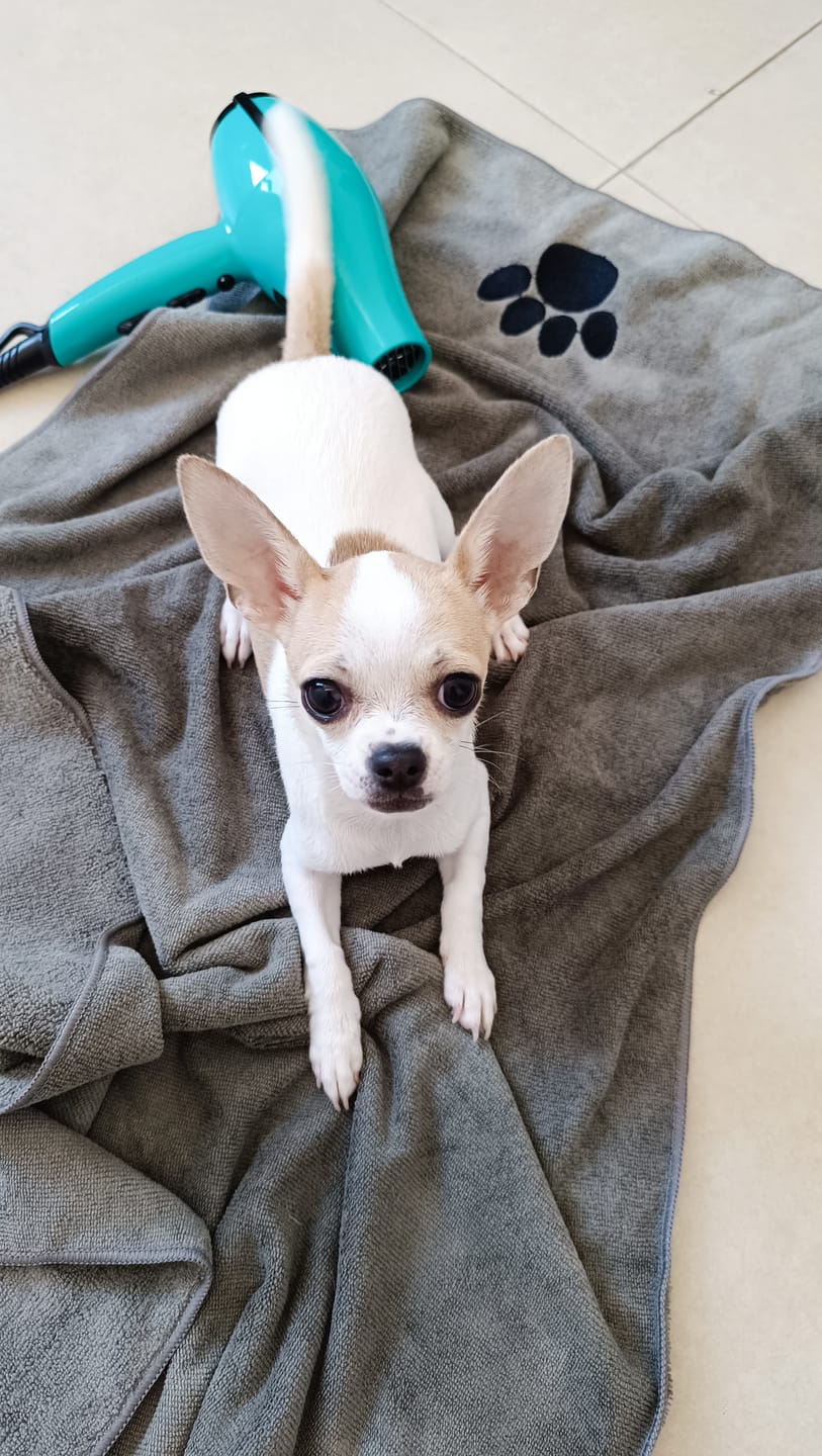 Customer photo review of Toalla de microfibra THE DOGS — Adiós olor a perro mojado
