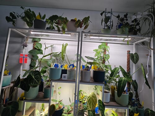 Customer photo review of Pflanzenlampe mit Vollspektrum LED "FLORABOOSTER 200"