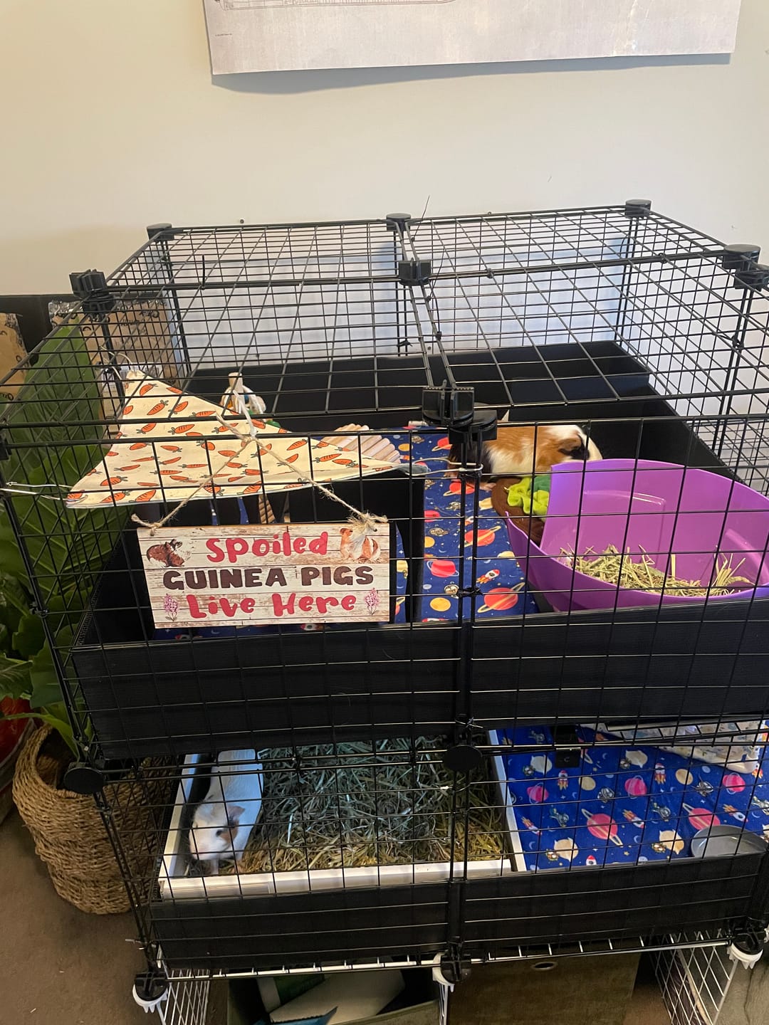 Customer photo review of Loft Combo - 2x2 Wide Loft Add On for Guinea Pig Cages