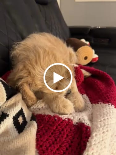 Customer video review of Long-Lasting Yak Chews — 6 Flavor Pack